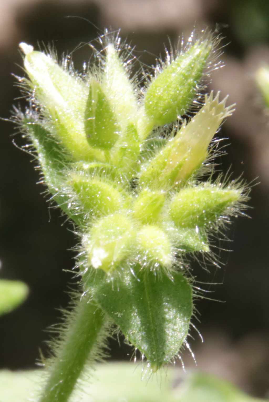 herborisation confinée dans mon jardin Stellaria neglecta Weihe