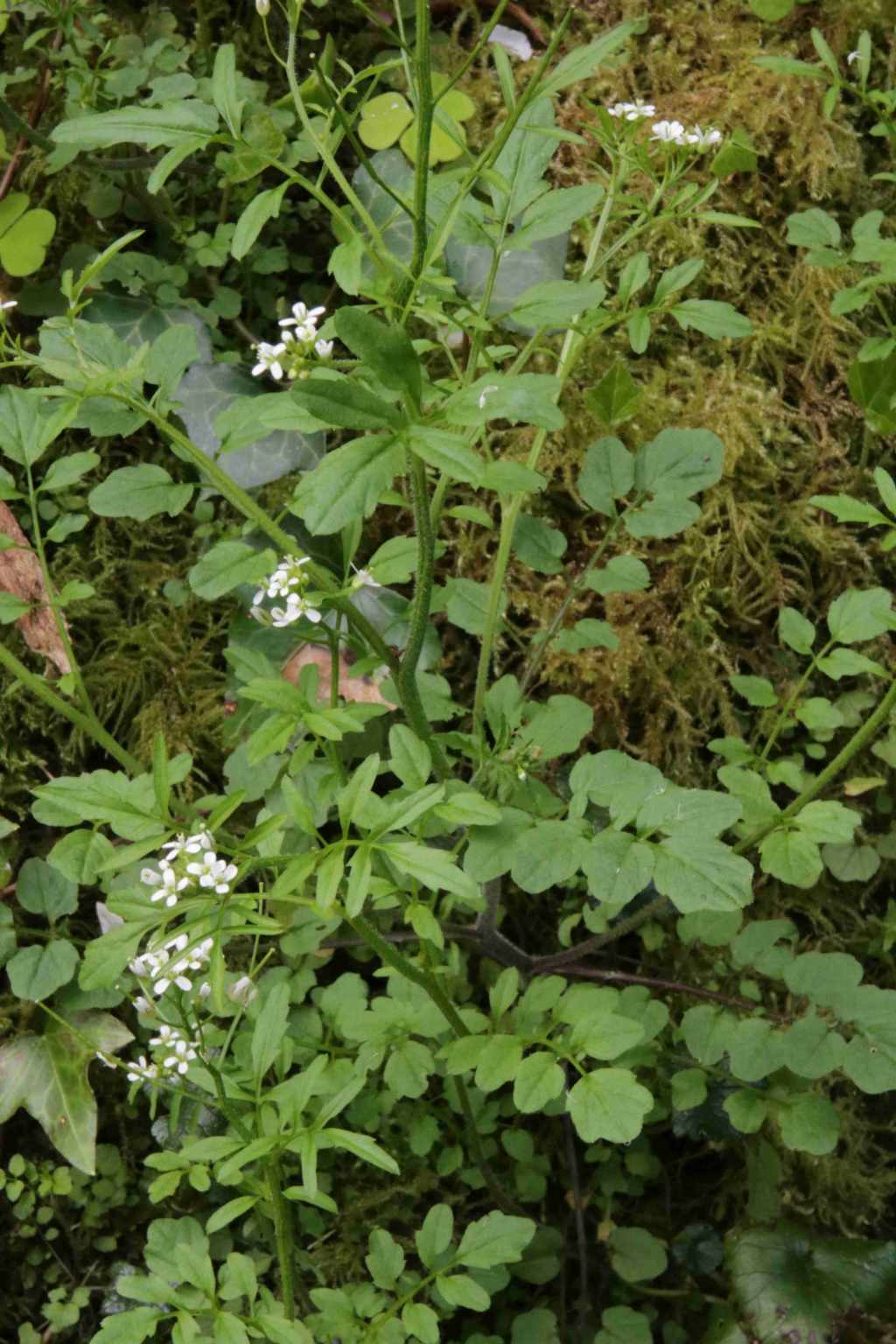 Promenade au bord de l'Arros Cardamine flexuosa With.