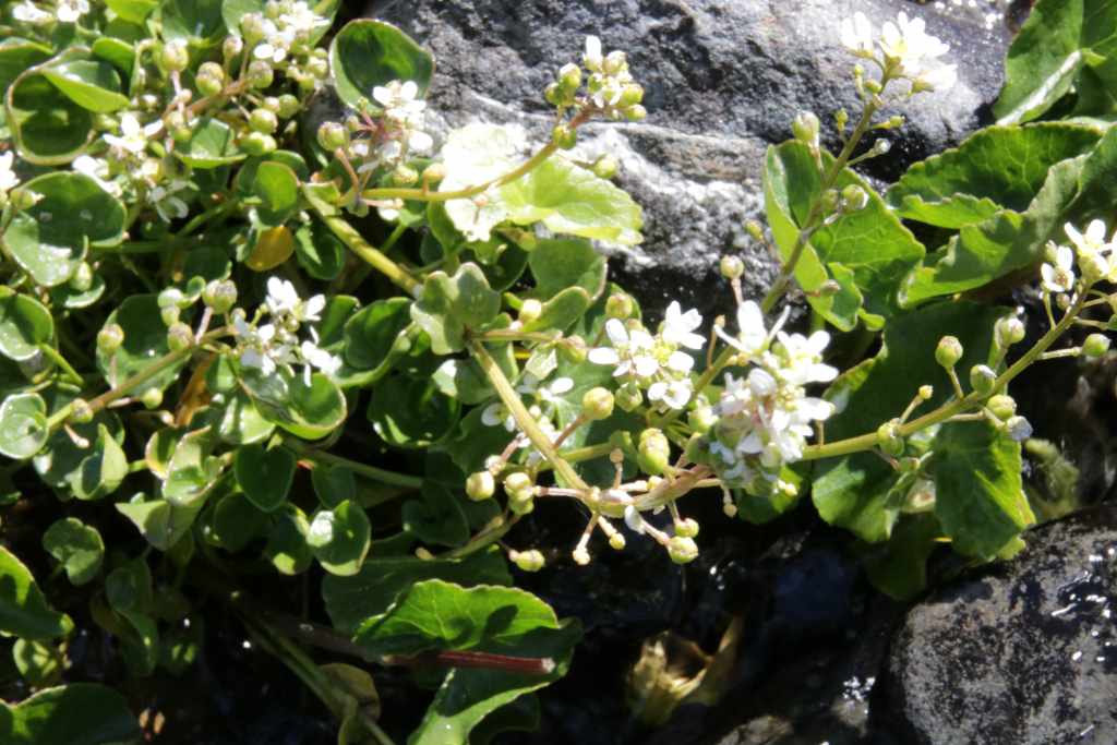 randonnée au lac Isaby (Hautes Pyrénées) flore en Bigorre Cochlearia pyrenaica DC.