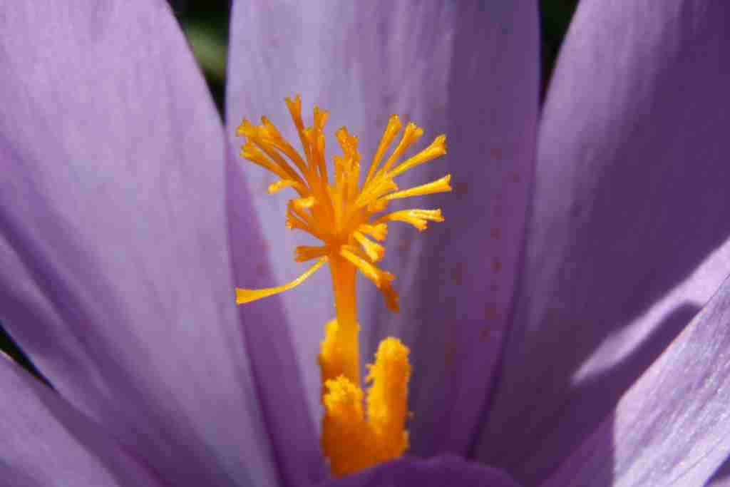 Randonnée flore et patrimoine pastoral à Payolle Crocus nudiflorus Sm.
