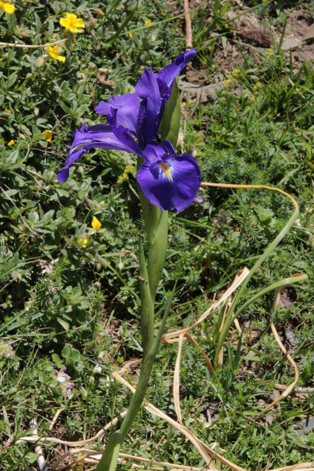 Randonnée flore au lac d'Oncet (Hautes Pyrénées) Iris xiphioides Ehrhart=Iris latifolia (Mill.) Voss