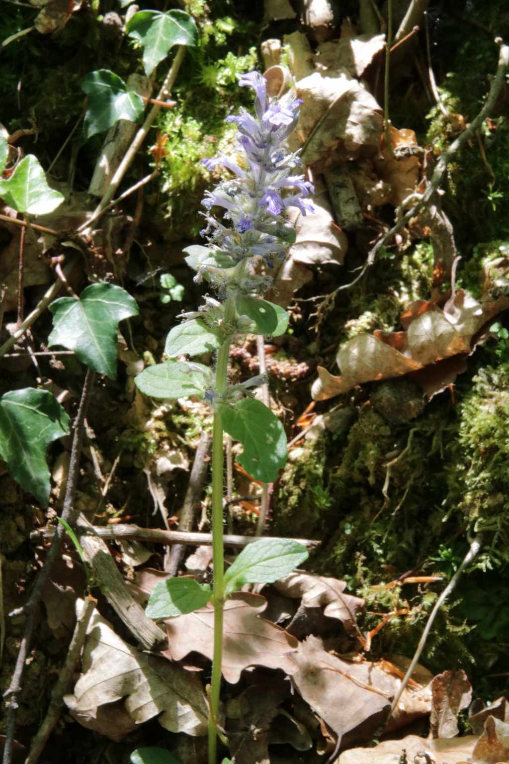 Randonnée à Mauvezin-Escaladieu flore en Bigorre Ajuga reptans L.