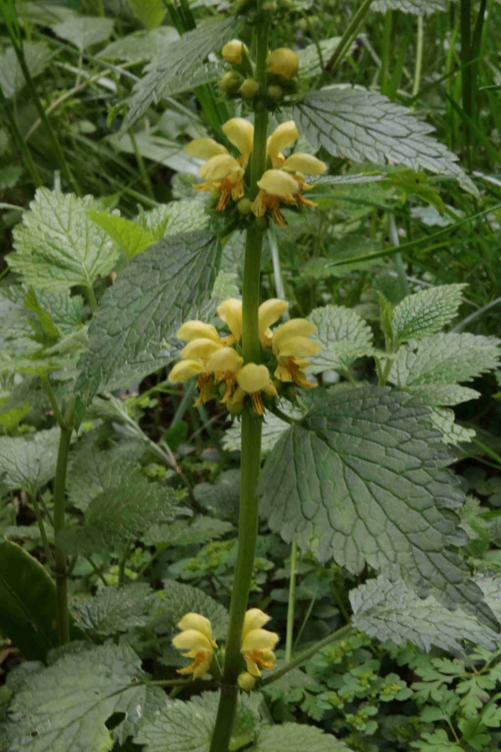 Randonnée à Bouilh Péreuilh (Hautes Pyrénées) flore en Bigorre Lamium galeobdolon (L.) L.
