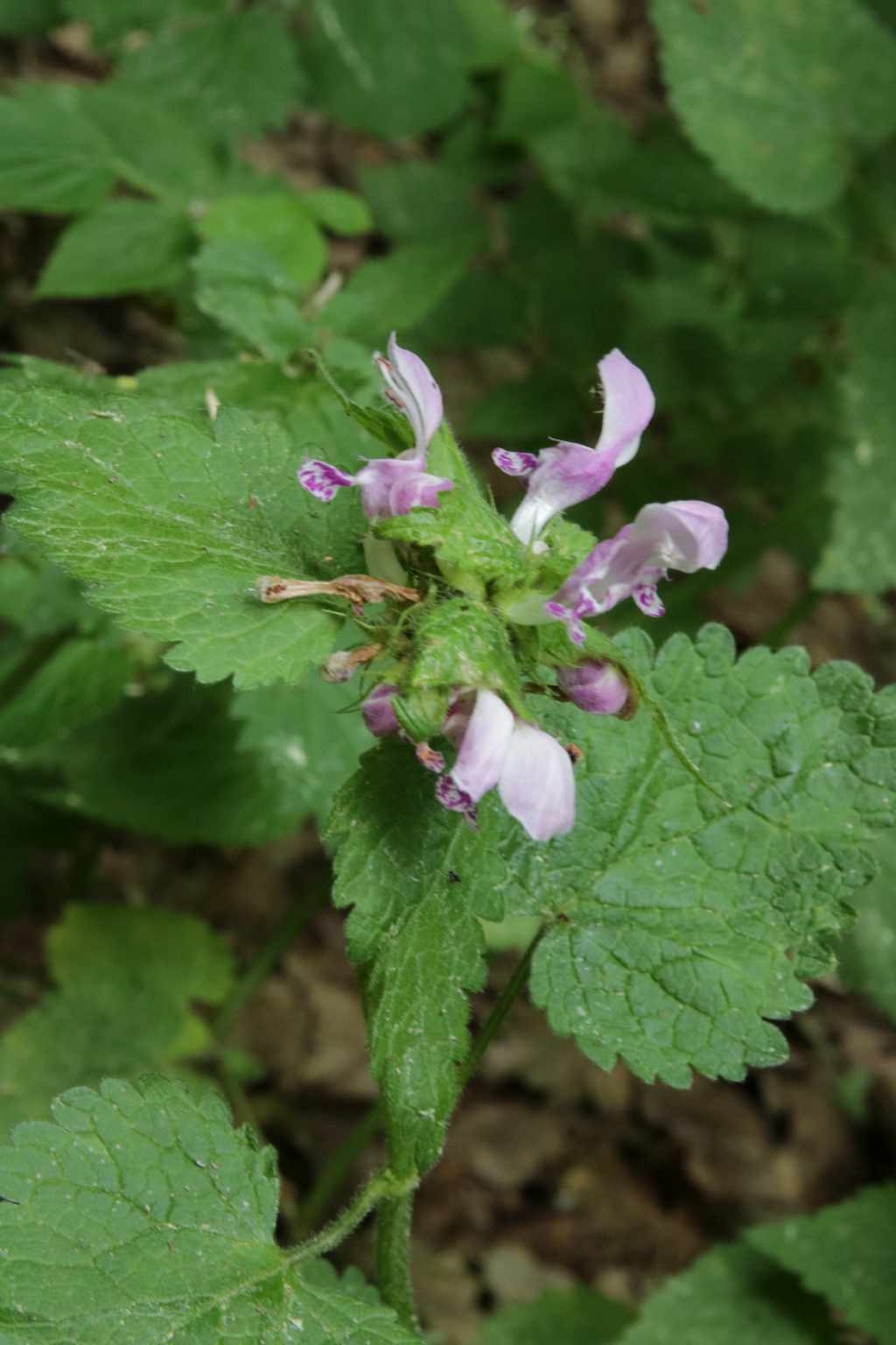 Randonnée à Mauvezin-Escaladieu flore en Bigorre Lamium maculatum (L.) L.