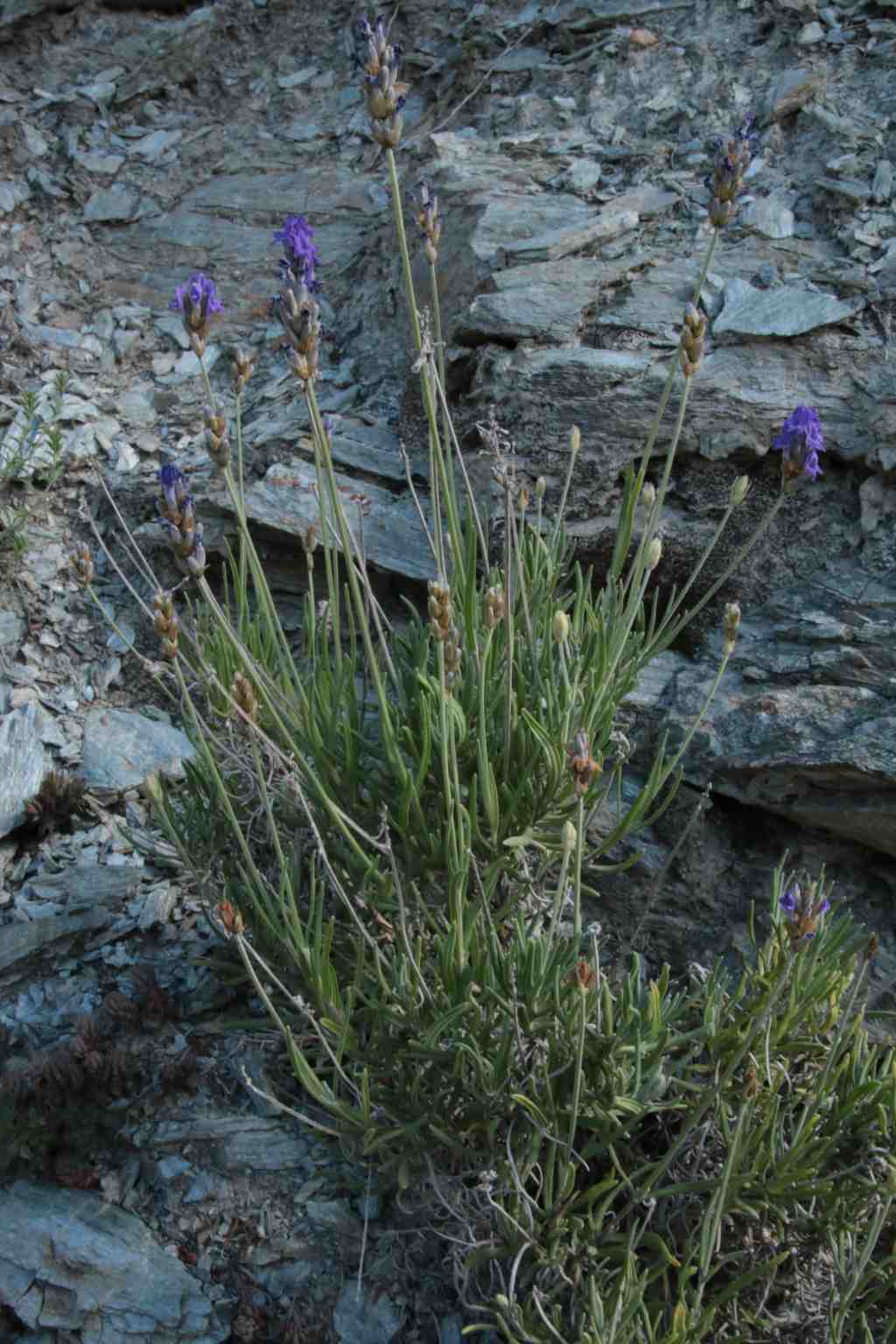 Randonnée à Llo (Pyrénées Orientales) flore en Cerdagne Lavandula angustifolia subsp. pyrenaica (DC.) Guinea