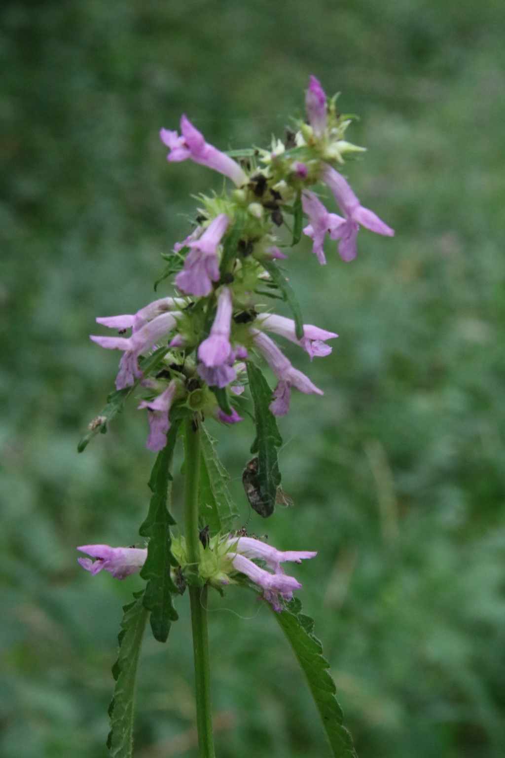 Balade très facile et flore locale  au bois d'Aureilhan(65)photo de Betonica officinalis L. subsp. officinalis