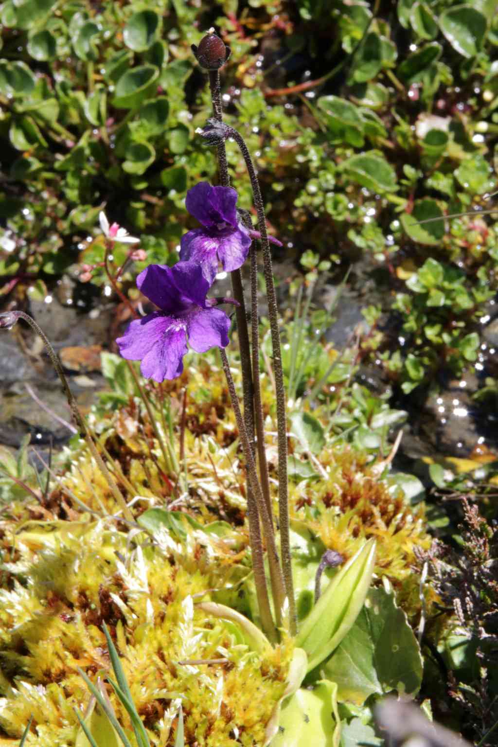 randonnée au lac Isaby (Hautes Pyrénées) flore en Bigorre Pinguicula grandiflora Lam.