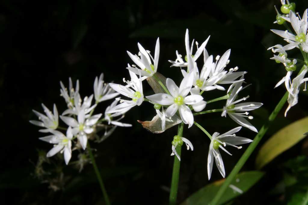 Randonnée à Mauvezin-Escaladieu flore en Bigorre Allium ursinum L.