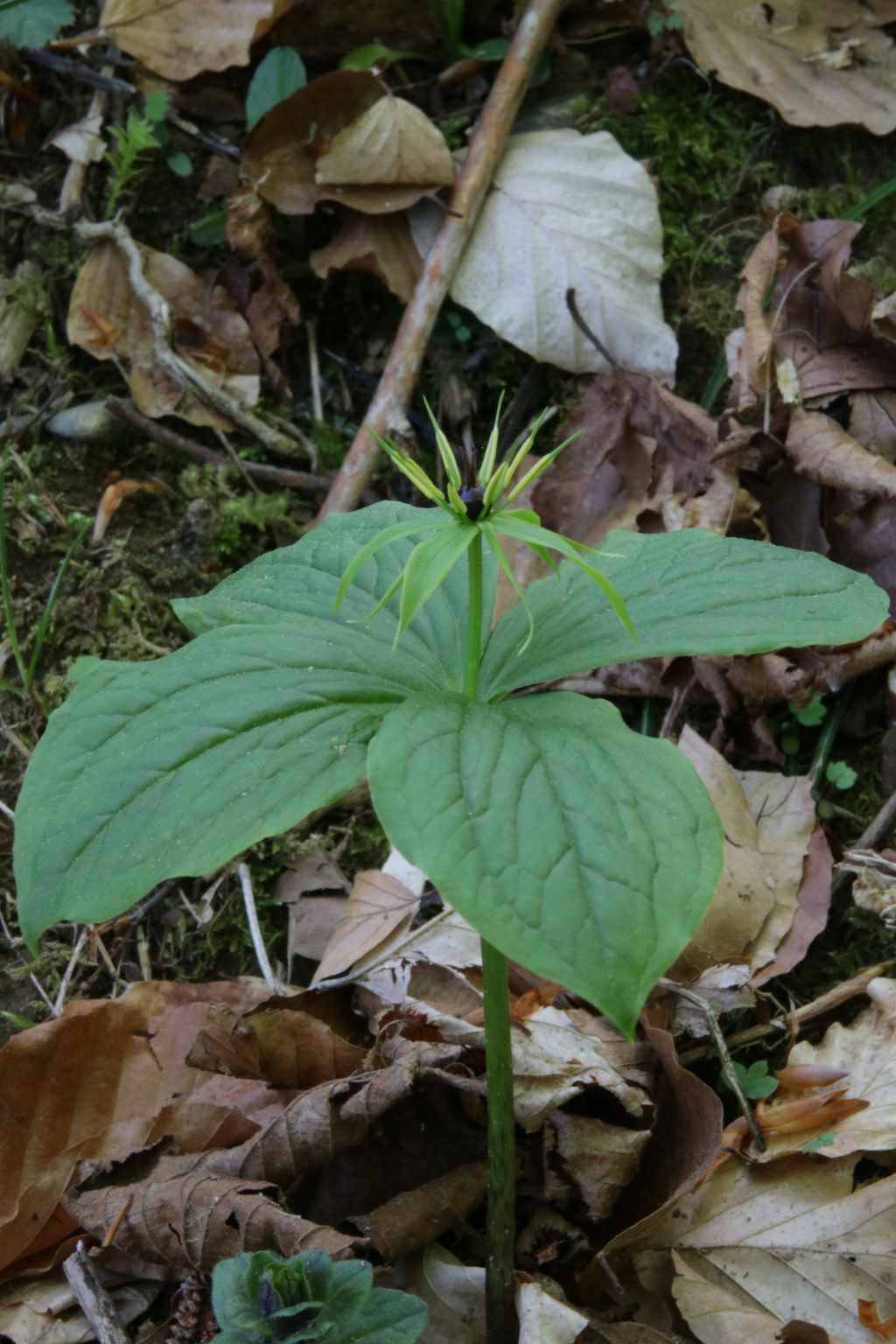 Randonnée flore et patrimoine pastoral au sarrat de Bon , près de Payolle flore en Bigorre Paris quadrifolia L.
