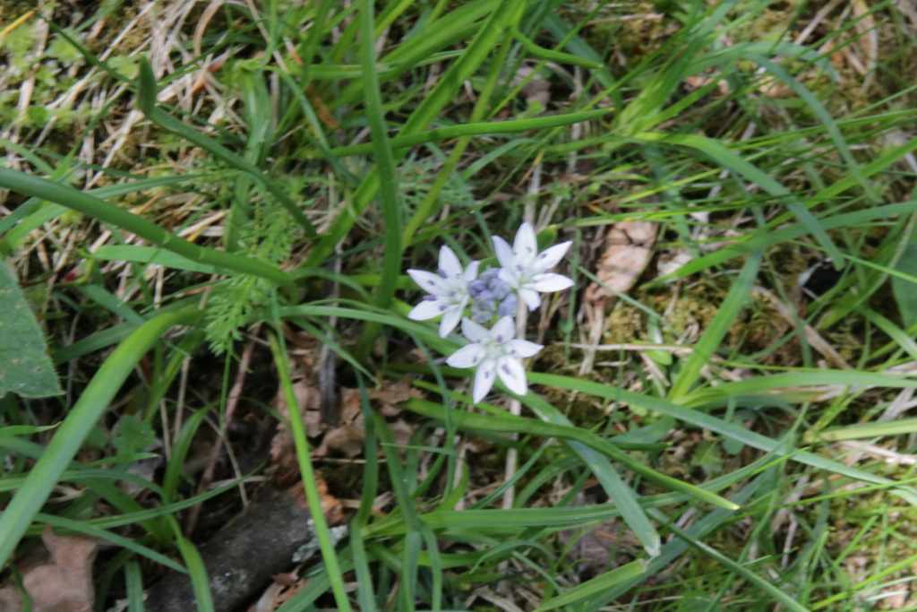 Randonnée flore et patrimoine pastoral au sarrat de Bon , près de Payolle flore en Bigorre Scilla verna Hudson=Tractema verna (Huds.) Speta