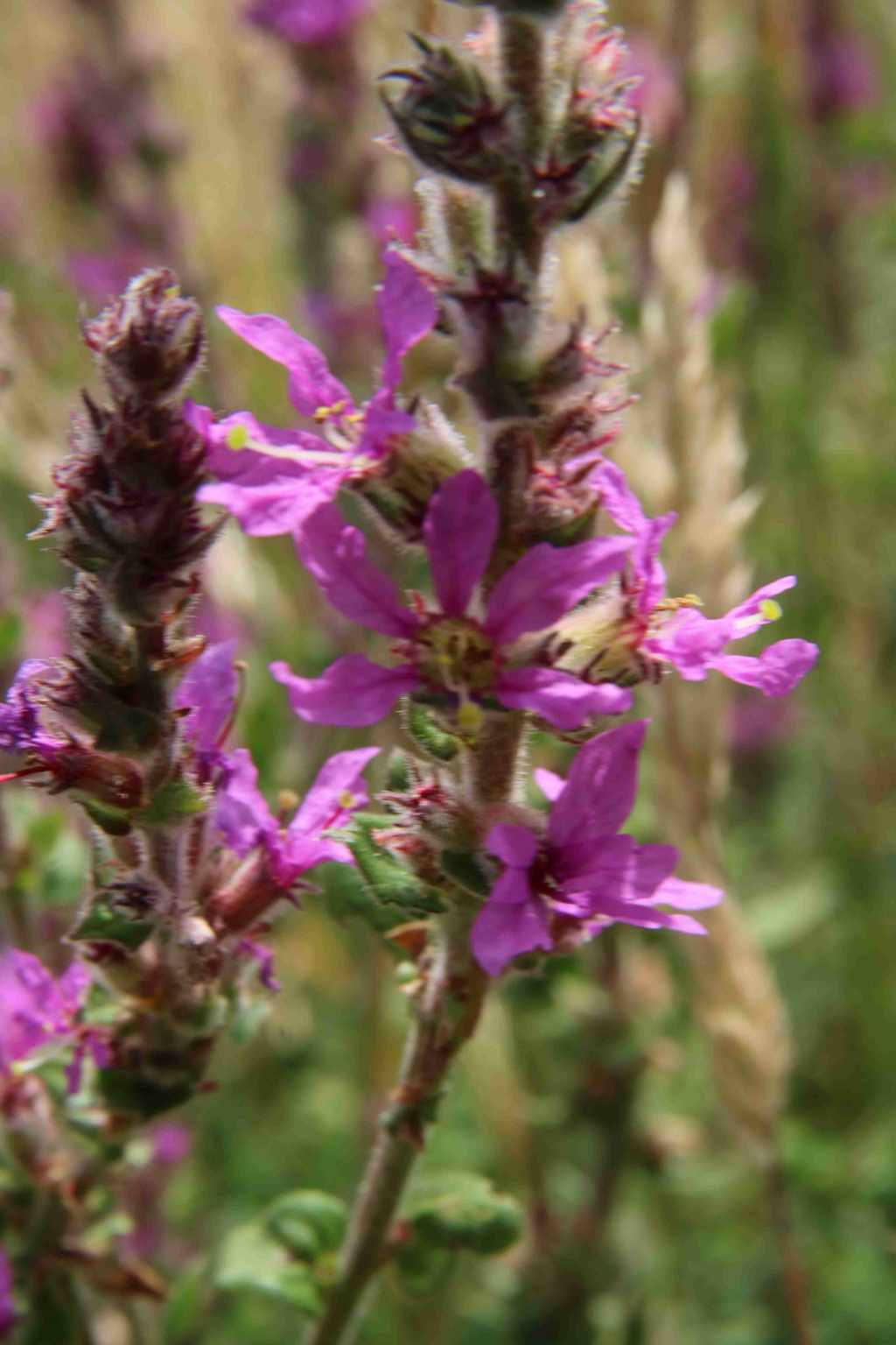 Balade très facile et flore locale  au bois d'Aureilhan(65)photo de Lythrum salicaria L.