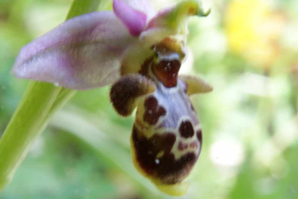 randonnée et flore à Saint Justin (Barèges) Ophrys scolopax Cav.