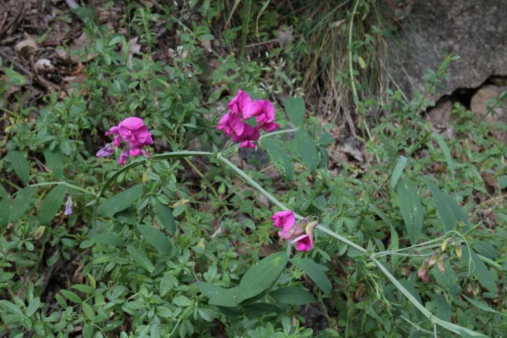 randonnée à  Planès (Pyrénées Orientales) flore en Haut-Conflent Lathyrus cirrhosus Ser.