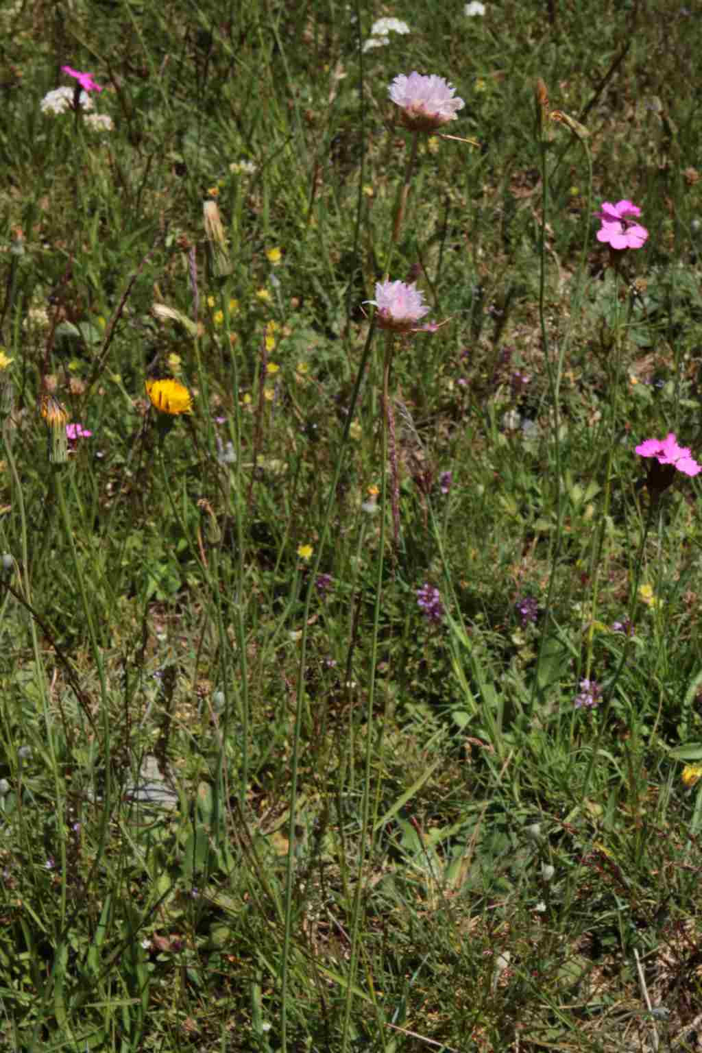 randonnée Vallcebollère (Pyrénées Orientales) flore en Cerdagne Armeria plantaginea Willdenow=Armeria arenaria (Pers.) Schult. subsp. arenaria