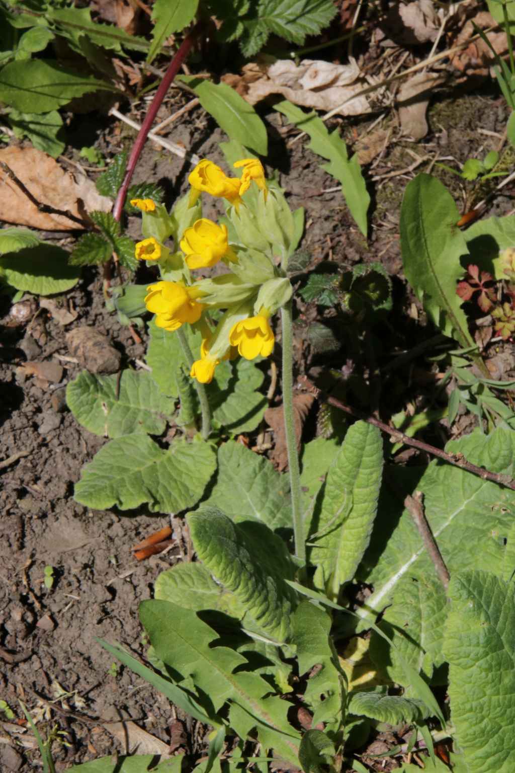 Randonnée flore et patrimoine pastoral au sarrat de Bon , près de Payolle flore en Bigorre Primula veris L. var. veris