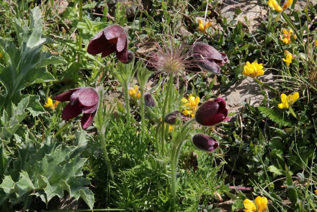 Randonnée à Llo (Pyrénées Orientales) flore en Cerdagne Pulsatilla rubra Delarbre=Pulsatilla vulgaris subsp. rubra (Lam.) J.M.Tison
