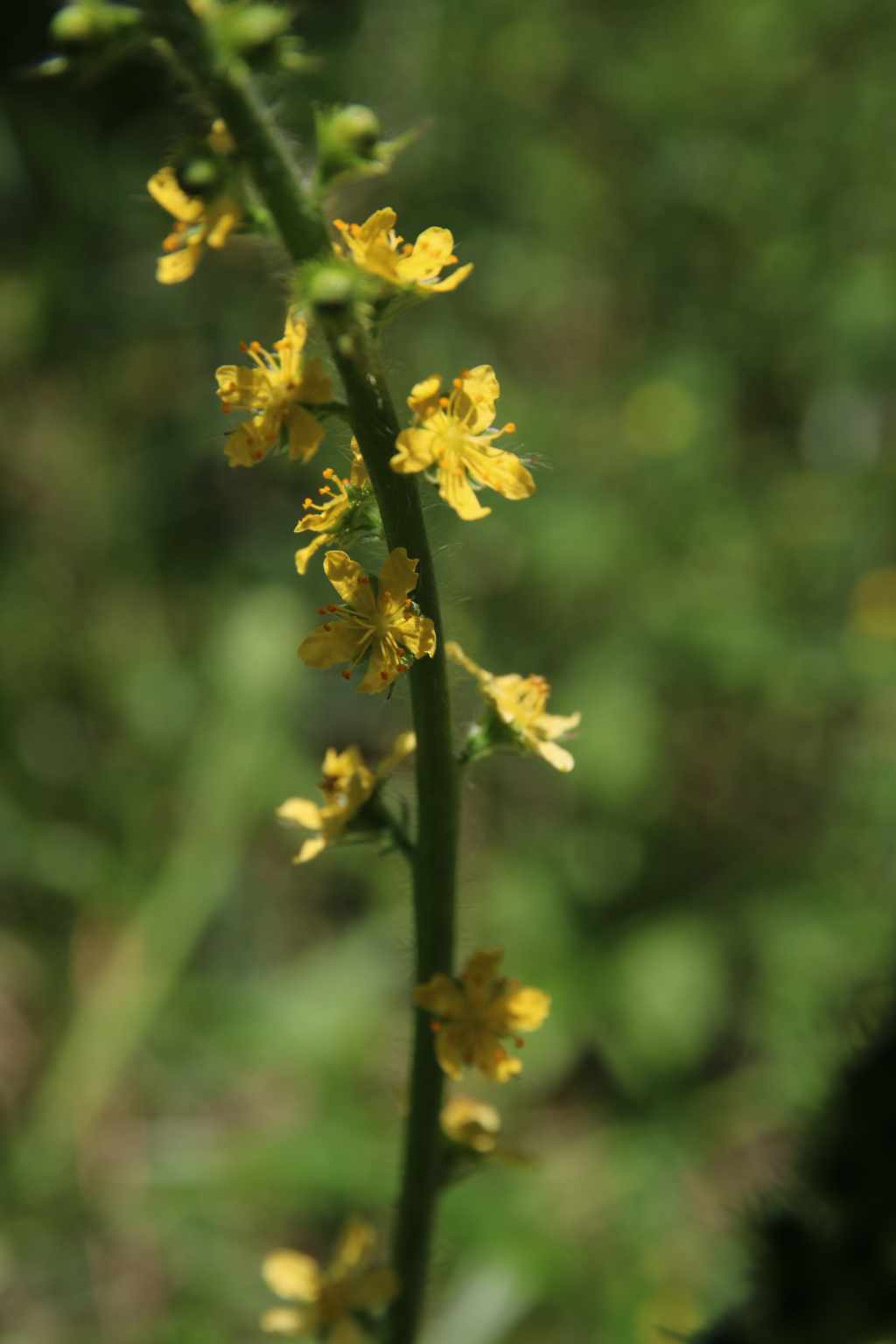 randonnée à Viey (Hautes Pyrénées) flore en Bigorre Agrimonia eupatoria L.