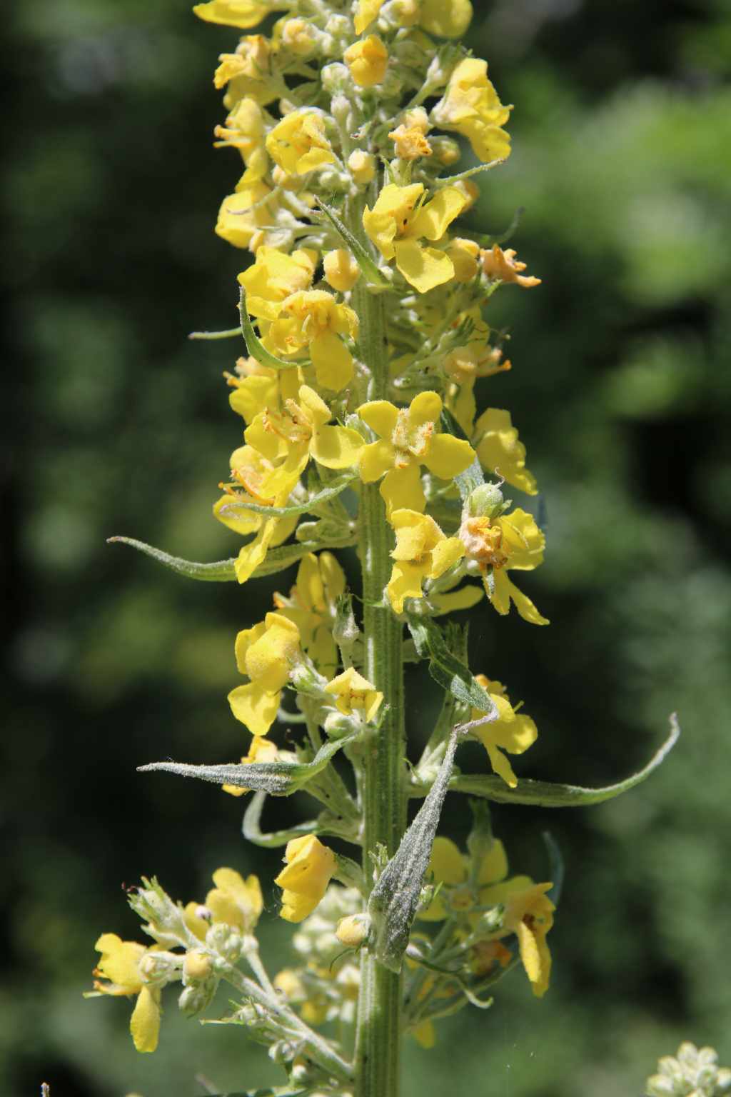 randonnée à Viey (Hautes Pyrénées) flore en Bigorre Verbascum lychnitis L.