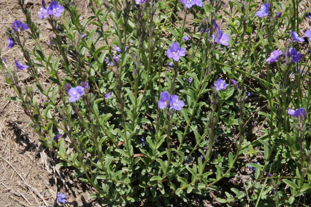 Randonnée flore au lac d'Oncet (Hautes Pyrénées) Veronica fruticans Jacq.