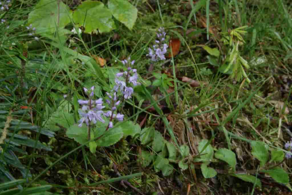 Randonnée flore et patrimoine pastoral à Payolle Veronica officinalis L.