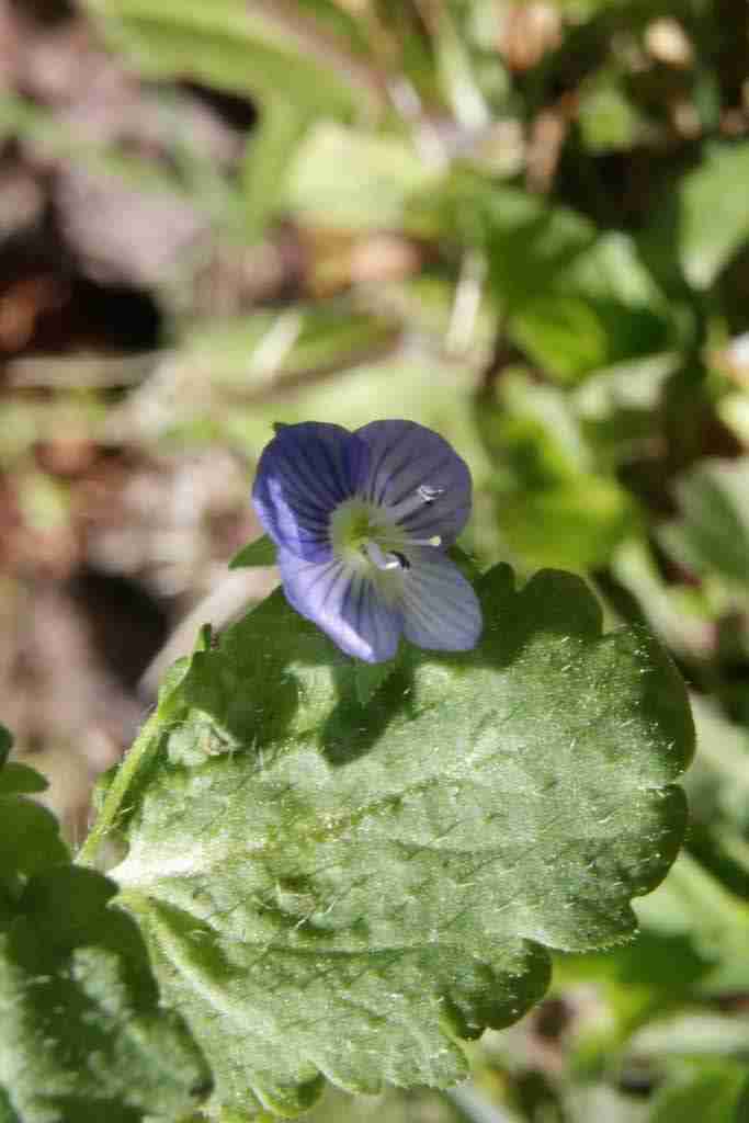 herborisation confinée dans mon jardin Veronica persica Poir.
