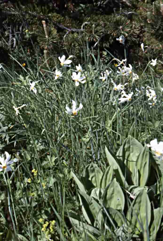 randonnée à Planès (Pyrénées Orientales) flore en Haut-Conflent Narcissus poeticus L.