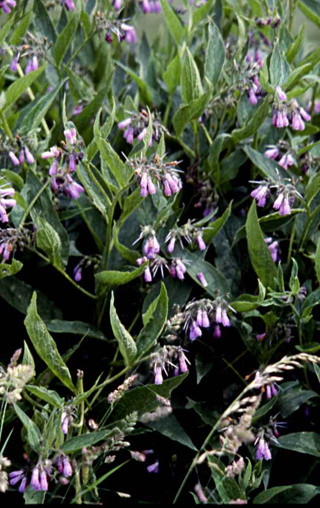 randonnée à Planès (Pyrénées Orientales) flore en Haut-Conflent Symphytum officinale L.