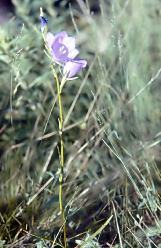 Randonnée panorama à Sauto (Pyrénées Orientales) flore en Haut-Conflent Campanula persicifolia L.