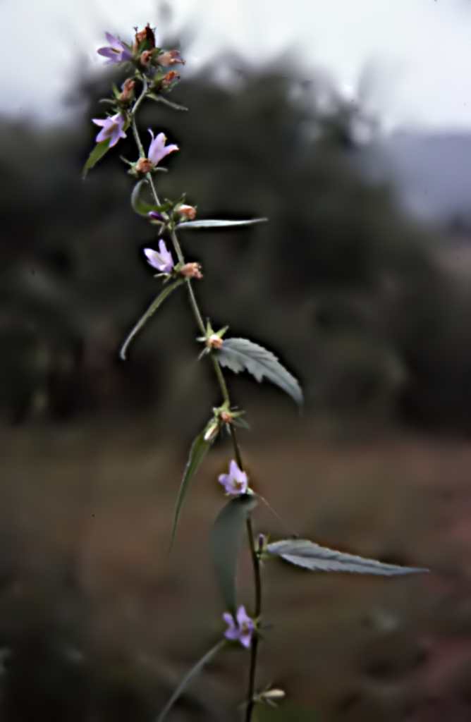 randonnée à Planès (Pyrénées Orientales) flore en Haut-Conflent Campanula trachelium L.