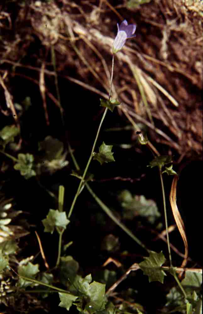 randonnée au lac Aygue-Rouye (Hautes Pyrénées) flore en Bigorre Wahlenbergia hederacea (L.) Rchb.