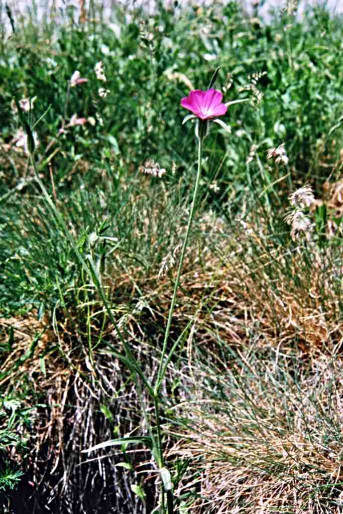 randonnée à Planès (Pyrénées Orientales) flore en Haut-Conflent Agrostemma githago L.