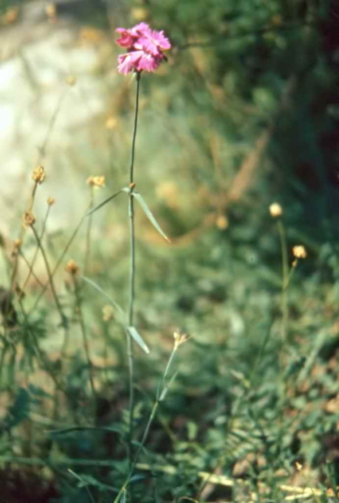 randonnée à Planès (Pyrénées Orientales) flore en Haut-Conflent Dianthus carthusianorum L.