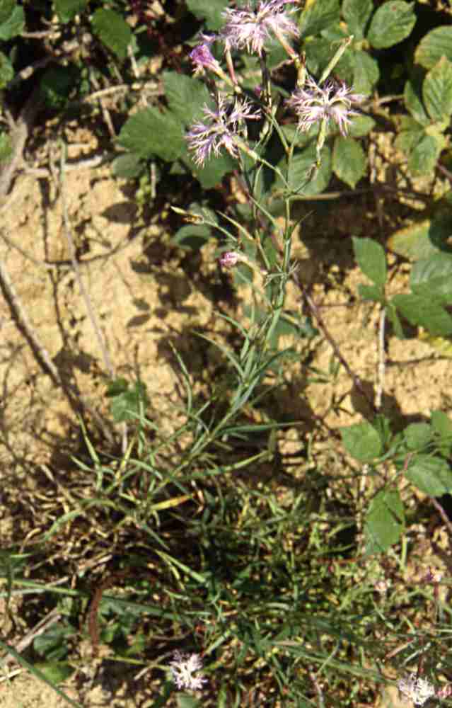 randonnée au lac Aygue-Rouye (Hautes Pyrénées) flore en Bigorre Dianthus superbus L.