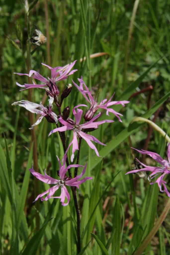 Randonnée à Sarrancolin (Hautes Pyrénées) flore en Bigorre Lychnis flos-cuculi L.