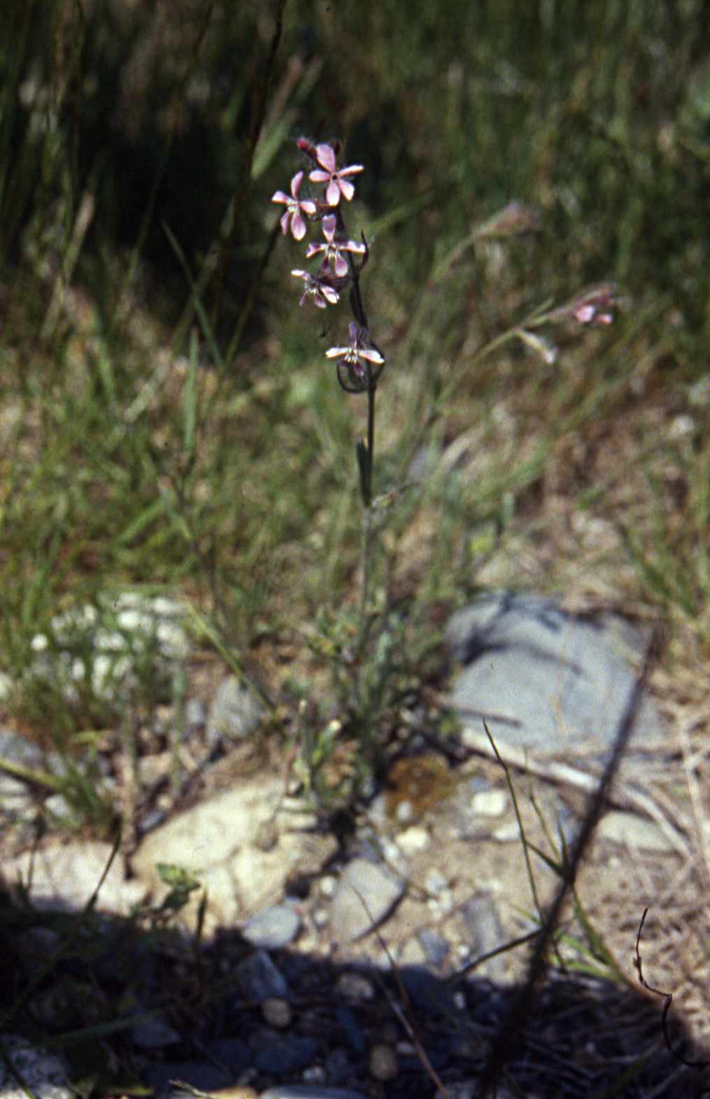 Randonnée flore au lac d'Oncet (Hautes Pyrénées) Lychnis viscaria Linné=Viscaria vulgaris Bernh.