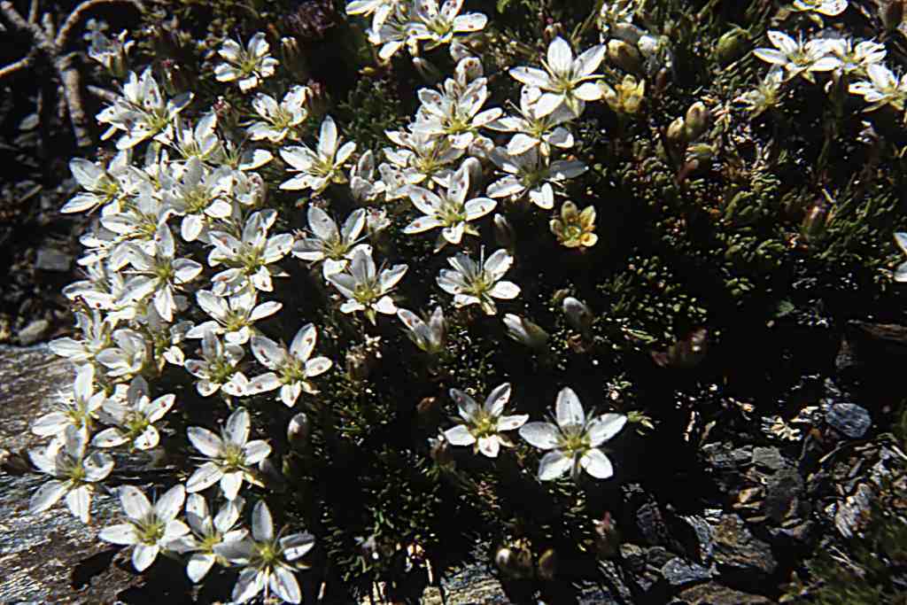 randonnée à  Eyne (Pyrénées Orientales) flore en Cerdagne Minuartia recurva Schinz Thellung