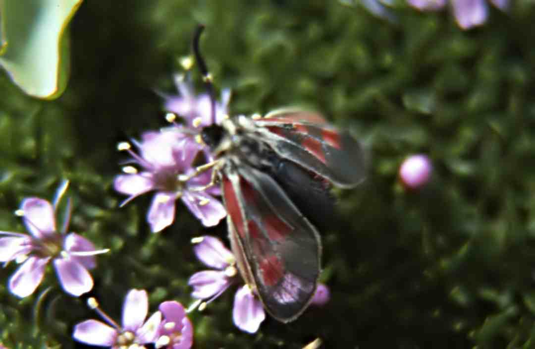 Randonnée flore au lac d'Oncet (Hautes Pyrénées) Silene acaulis (L.) Jacq.