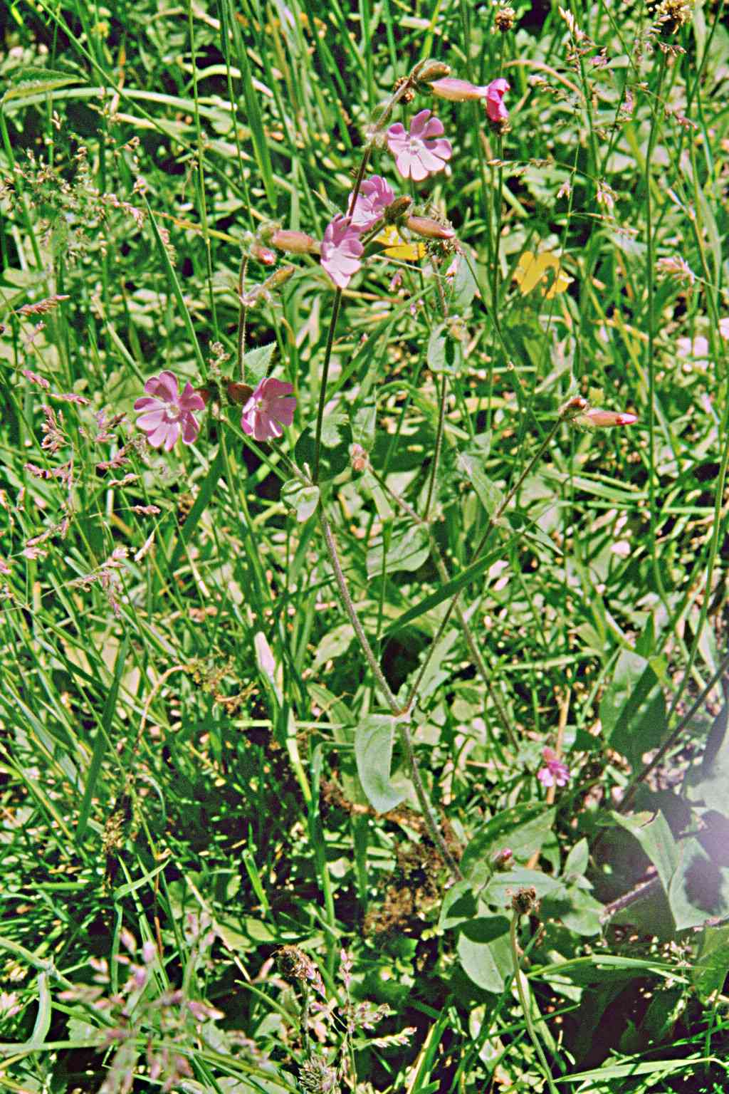 Randonnée flore et patrimoine en Castelloubon flore en Bigorre Silene dioica (L.) Clairv.