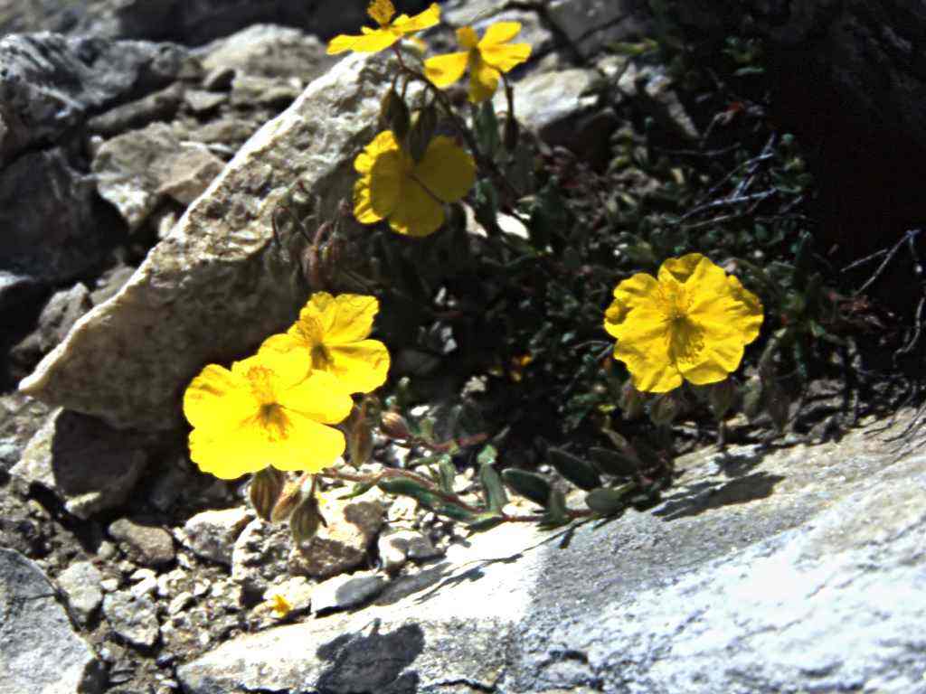Randonnée à Sarrancolin (Hautes Pyrénées) flore en Bigorre Helianthemum nummularium (L.) Mill.