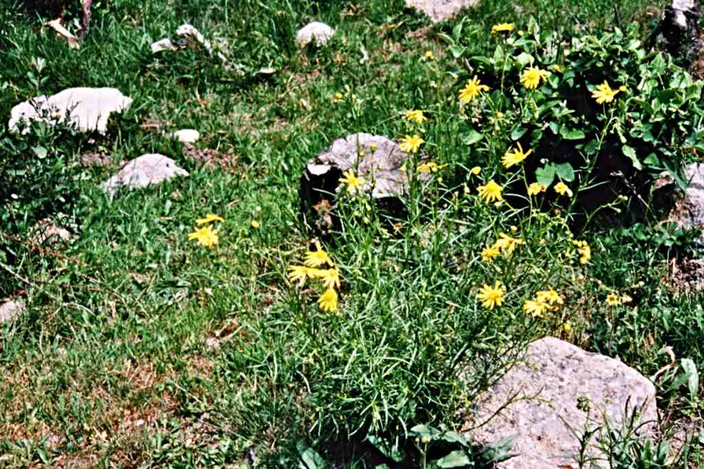 randonnée à Planès (Pyrénées Orientales) flore en Haut-Conflent Senecio inaequidens