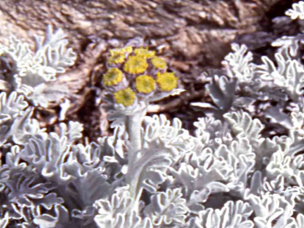randonnée à Eyne (Pyrénées Orientales) flore en Cerdagne Senecio leucophyllus De Candolle