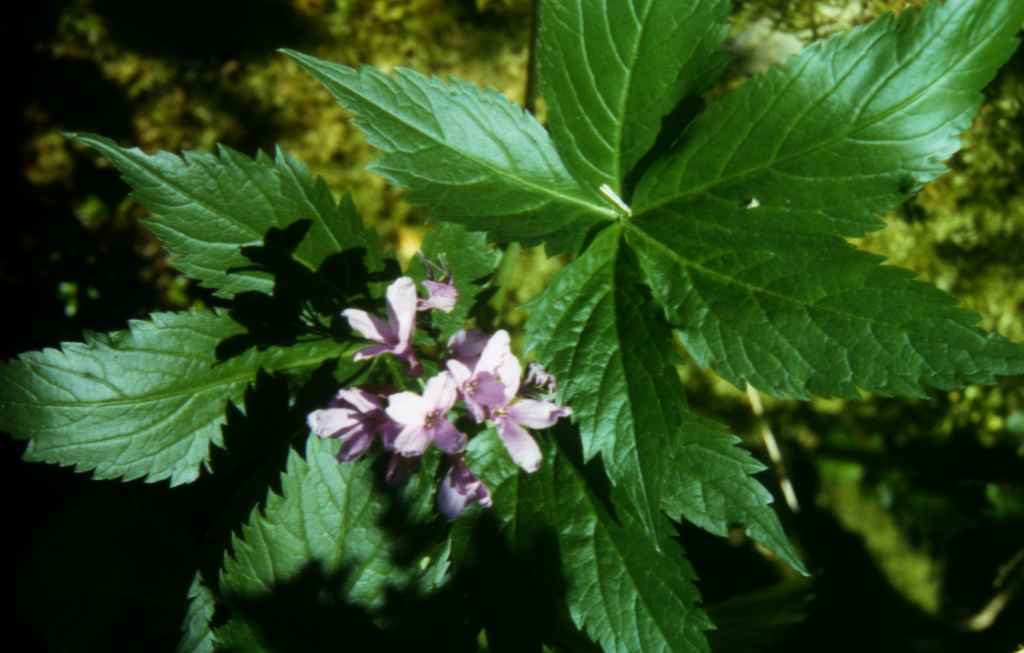 Randonnée à la gourgue d'Asque (Hautes Pyrénées) flore en Bigorre Cardamine pentaphyllos (L.) Crantz
