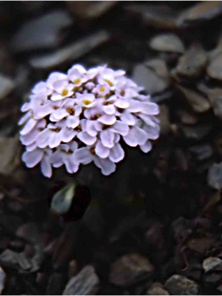 randonnée à Eyne (Pyrénées Orientales) flore en Cerdagne Iberis spathulata Jp Bergeret