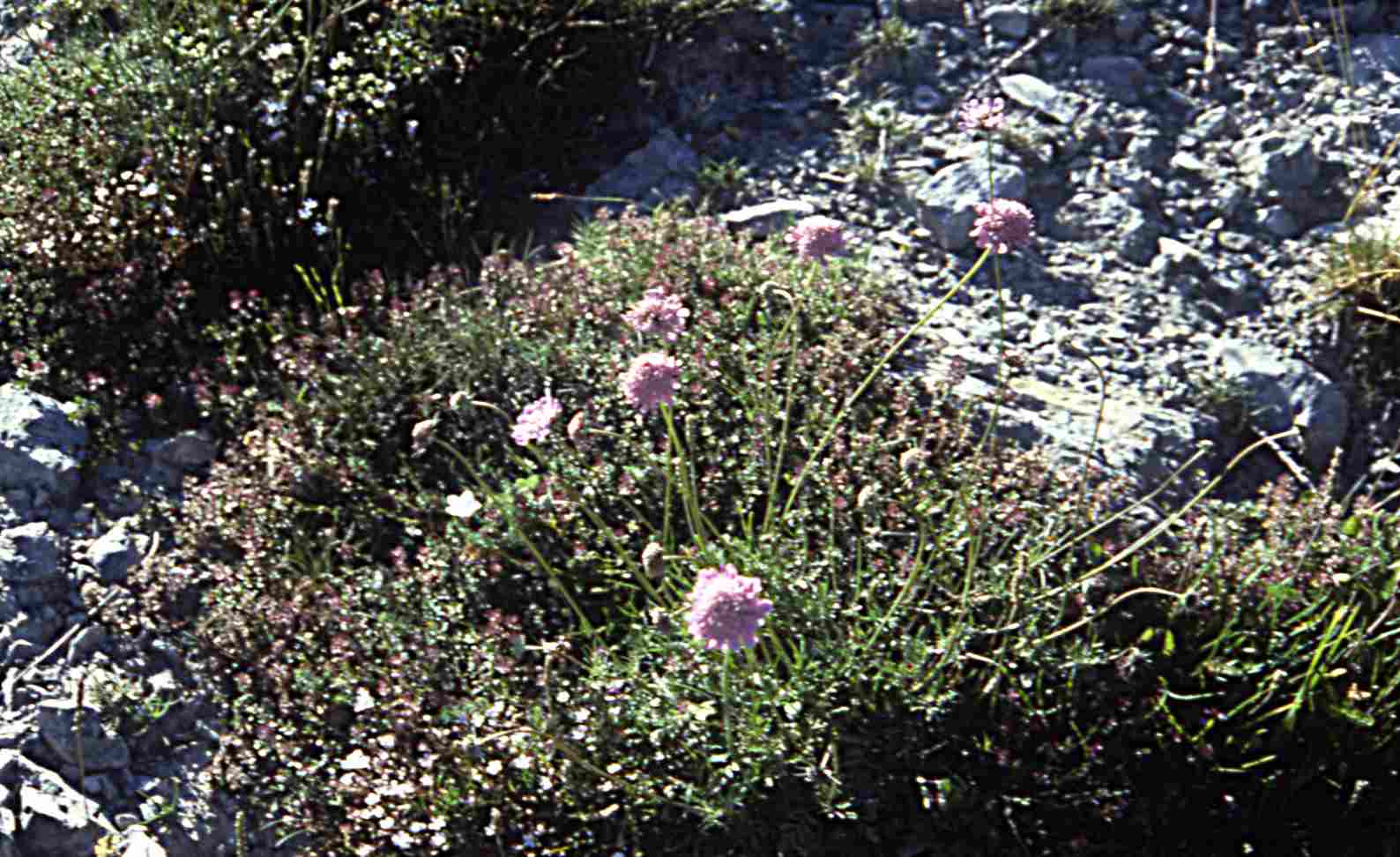 Randonnée à Sarrancolin (Hautes Pyrénées) flore en Bigorre Knautia dipsacifolia (Host) Kreutzer
