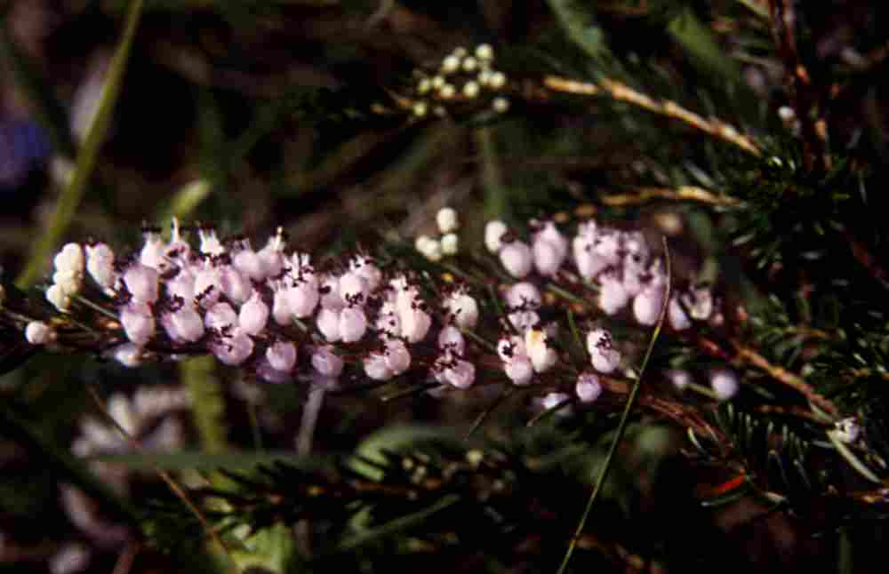 randonnée au lac Aygue-Rouye (Hautes Pyrénées) flore en Bigorre Erica vagans L. [nom. cons.]