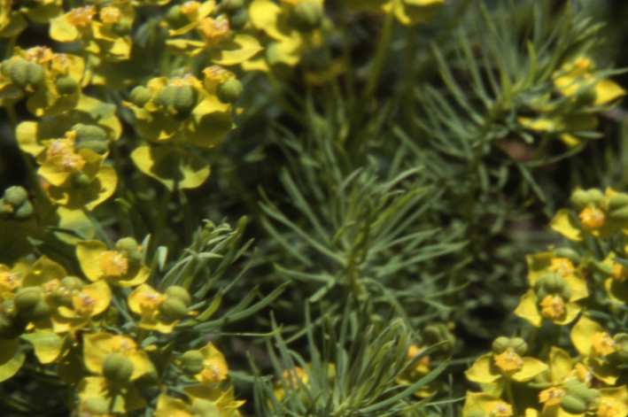 randonnée à Planès (Pyrénées Orientales) flore en Haut-Conflent Euphorbia cyparissias L.