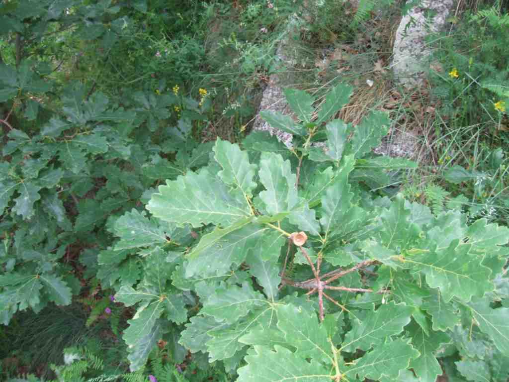 randonnée à Planès (Pyrénées Orientales) flore en Haut-Conflent Quercus petraea Liebl.