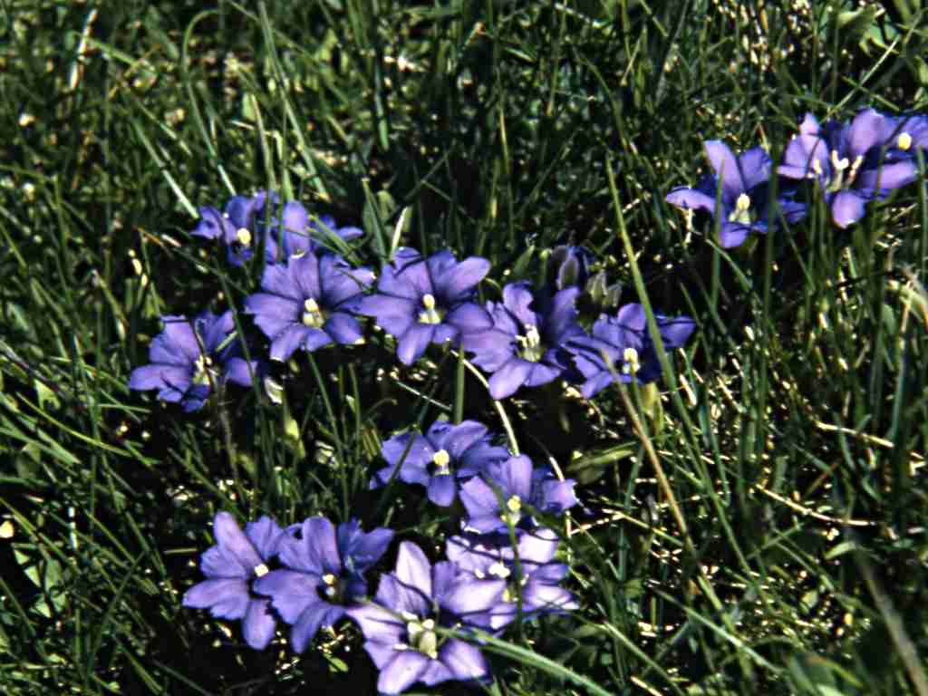 randonnée à  Eyne (Pyrénées Orientales) flore en Cerdagne Gentiana pyrenaica Linné