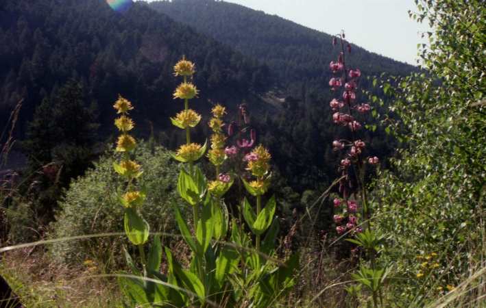 randonnée Vallcebollère (Pyrénées Orientales)  flore en Cerdagne Gentiana lutea L.