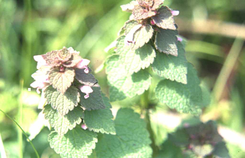 Randonnée à Bouilh Péreuilh (Hautes Pyrénées) flore en Bigorre Lamium purpureum L.
